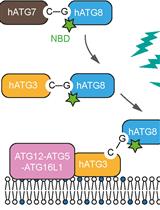使用荧光光谱法实时监测体外 ATG8 脂化