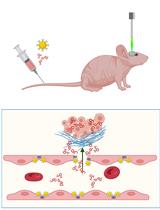 Optical Modulation of the Blood-Brain Barrier for Glioblastoma Treatment