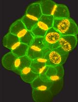 Live Imaging and Analysis of Meiotic Cytokinesis in Drosophila Testes
