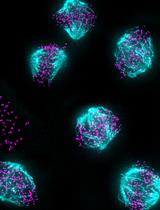 Methodology to Create Auxin-Inducible Degron Tagging System to Control Expression of a Target Protein in Mammalian Cell Lines