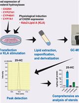 通过 GC-MS/MS 在哺乳动物活细胞中定量测定胆固醇羟化酶的特异性