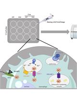Quantification of Macrophage Cellular Ferrous Iron (Fe2+) Content using a Highly Specific Fluorescent Probe in a Plate-Reader