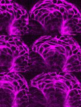 Live Imaging Transverse Sections of Zebrafish Embryo Explants