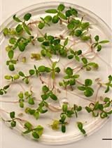 Seed Collection in Temperate Trees—Clean, Fast, and Effective Extraction of Populus Seeds for Laboratory Use and Long-term Storage