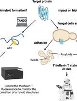 Use of the Fluorescent Dye Thioflavin T to Track Amyloid Structures in the Pathogenic Yeast <em>Candida albicans</em>