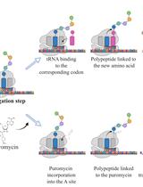 SUrface SEnsing of Translation (SUnSET), a Method Based on Western Blot Assessing Protein Synthesis Rates in vitro