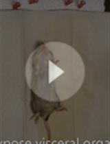 更正：小鼠肝星状细胞的分离培养