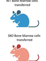 Addressing the Role of Conventional CD8αβ+ T Cells and CD4+ T Cells in Intestinal Immunopathology Using a Bone Marrow–Engrafted Model