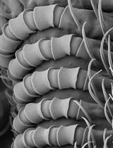 Resolving the In Situ Three-Dimensional Structure of Fly Mechanosensory Organelles Using Serial Section Electron Tomography