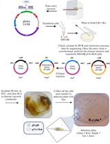 Mobilization of Plasmids from Bacteria into Diatoms by Conjugation Technique