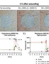 Monitoring Intestinal Organoid–Derived Monolayer Barrier Functions with Electric Cell–Substrate Impedance Sensing (ECIS)