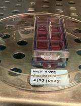 Immunofluorescent Staining Assay of 3D Cell Culture of Colonoids Isolated from Mice Colon