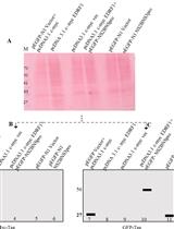 Analysis of Cleavage Activity of Dengue Virus Protease by Co-transfections