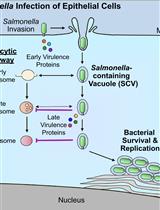 Bacterial Pathogen-mediated Suppression of Host Trafficking to Lysosomes: Fluorescence Microscopy-based DQ-Red BSA Analysis