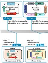 Efficient Genetic Transformation and Suicide Plasmid-mediated Genome Editing System for Non-model Microorganism Erwinia persicina