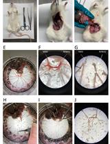Proximity Labelling to Quantify Kv7.4 and Dynein Protein Interaction in Freshly Isolated Rat Vascular Smooth Muscle Cells