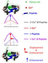 Fluorometric Measurement of Calmodulin-Dependent Peptide–Protein Interactions Using Dansylated Calmodulin