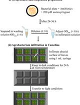 Agrobacterium-Mediated Transient Gene Expression Optimized for the Bioenergy Crop Camelina sativa