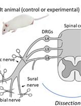 Nerve Preparation and Recordings for Pharmacological Tests of Sensory and Nociceptive Fiber Conduction Ex Vivo