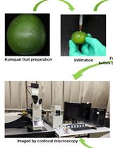 Transient Expression Assay and Microscopic Observation in Kumquat Fruit