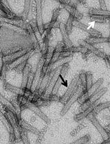 从大肠杆菌中纯化发光杆菌毒力盒（PVC）蛋白复合物，用于异源货物蛋白的人工转运