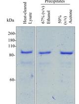 In-house Extraction and Purification of Pfu-Sso7d, a High-processivity DNA Polymerase