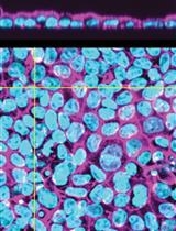 Automated Layer Analysis (ALAn): An Image Analysis Tool for the Unbiased Characterization of Mammalian Epithelial Architecture in Culture 
