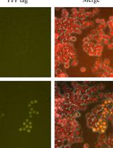 利用CRISPR/Cas9基因组编辑技术在RAW 264.7小鼠巨噬细胞中敲入内源性荧光标签