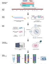 CRISPR/dCas9-Tet1介导的DNA甲基化编辑