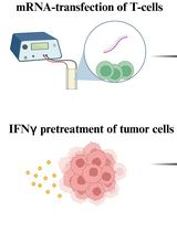基于 T 细胞的平台,用于对肿瘤浸润 T 细胞的单细胞 RNA 测序数据集中鉴定的 T 细胞受体进行功能筛选