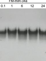 Preparing and Evaluating the Stability of Therapeutically Relevant Oligonucleotide Duplexes