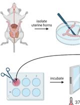 Conditional Depletion of STN1 in Mouse Embryonic Fibroblasts