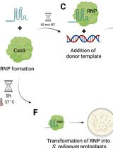 CRISPR/Cas9 Ribonucleoprotein-Mediated Mutagenesis in Sporisorium reilianum