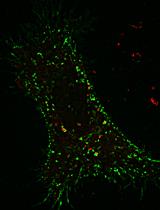 CD8α-CI-M6PR颗粒运动测定研究培养活细胞中CI-M6PR受体的逆行运动