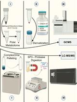 利用SP3珠和稳定同位素质谱技术优化蛋白质合成速率：植物核糖体的案例研究