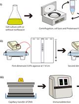 Electrophoretic Mobility Assay to Separate Supercoiled, Catenated, and Knotted DNA Molecules