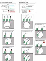 Quantitative Measurement of Plasma Membrane Protein Internalisation and Recycling in Heterogenous Cellular Samples by Flow Cytometry
