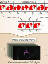 Calcium Signal Analysis in the Zebrafish Heart via Phase Matching of the Cardiac Cycle