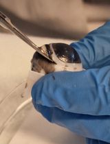 A Standardized Protocol for Extraction and Homogenization of Ocular Tissues