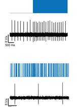 Optogenetic Interrogation of Electrophysiological Dendritic Properties and Their Effect on Pacemaking Neurons from Acute Rodent Brain Slices