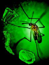 一种叮蛙蚊Uranotaenia lowii养殖和运输