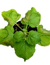 Simplified Protocol to Demonstrate Gene Expression in Nicotiana benthamiana Using an Agrobacterium-Mediated Transient Assay