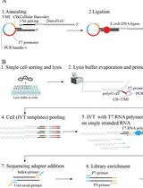Linearly Amplified Single-Stranded RNA-Derived Transcriptome Sequencing (LAST-seq)