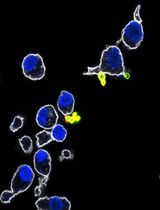 A Multi-Color Immunofluorescence Assay to Distinguish Intracellular From External <em>Leishmania</em> Parasites