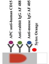 A New Approach for Assessment of Neutrophil Extracellular Traps Through Immunofluorescence Staining in Whole Blood Smears