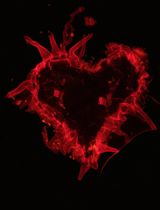 Fast, Easy, and Comprehensive Techniques for Microscopic Observations of Fungal and Oomycete Organisms Inside the Roots of Herbaceous and Woody Plants
