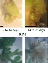 高效基因敲除和无转基因植物生成的CRISPR-Cas9方法