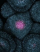 Live Imaging of the Shoot Apical Meristem of Intact, Soil-Grown, Flowering Arabidopsis Plants