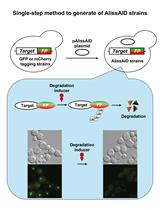 A Single-step Generation of AlissAID-based Conditional Knockdown Strains Using Nanobody that Targets GFP or mCherry in Budding Yeast