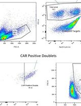 A Flow Cytometry–Based Method for Assessing CAR Cell Binding Kinetics Using Stable CAR Jurkat Cells